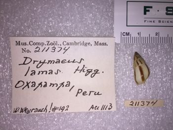 Media type: image; Malacology 211374 Description: 211374_Drymaeus_lamas image;